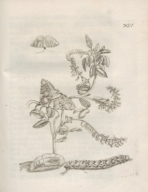 Der Raupen wunderbare Verwandelung und sonderbare Blumen-Nahrung Pl.065