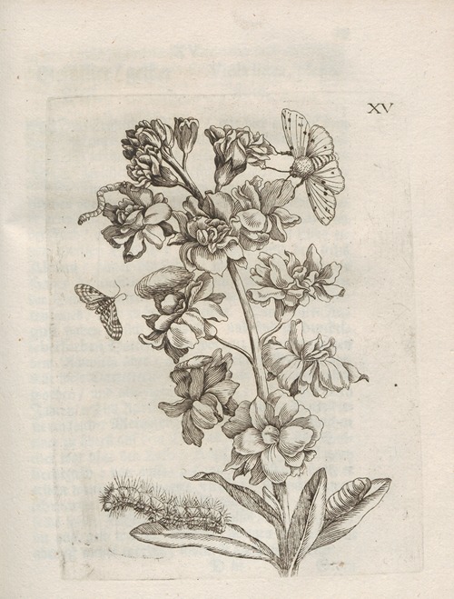 Der Raupen wunderbare Verwandelung und sonderbare Blumen-Nahrung Pl.066