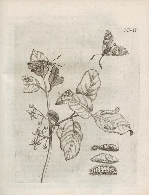 Der Raupen wunderbare Verwandelung und sonderbare Blumen-Nahrung Pl.068