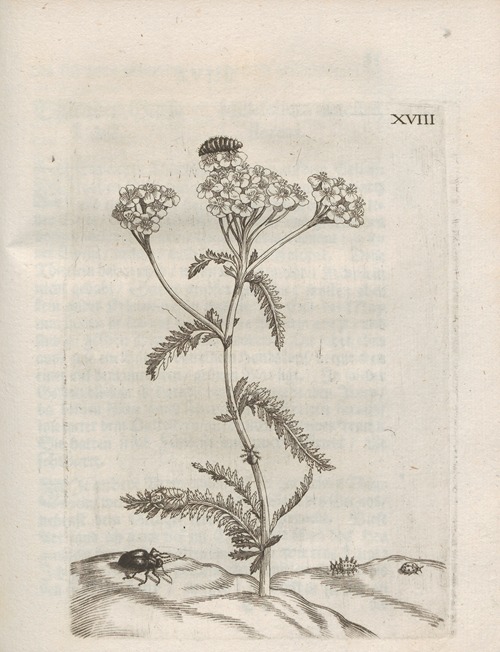 Der Raupen wunderbare Verwandelung und sonderbare Blumen-Nahrung Pl.069
