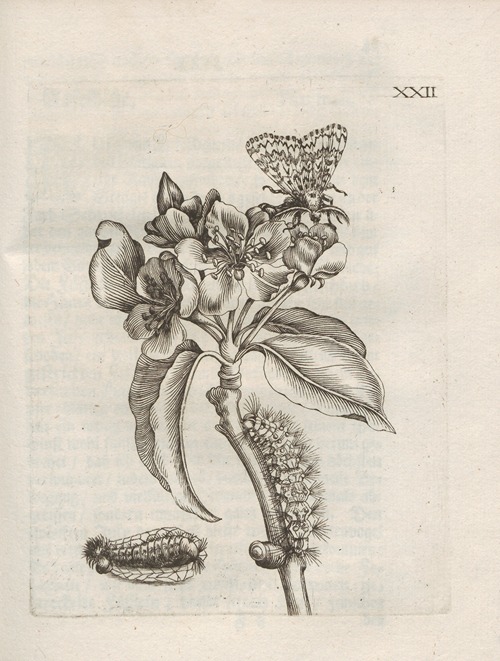 Der Raupen wunderbare Verwandelung und sonderbare Blumen-Nahrung Pl.073