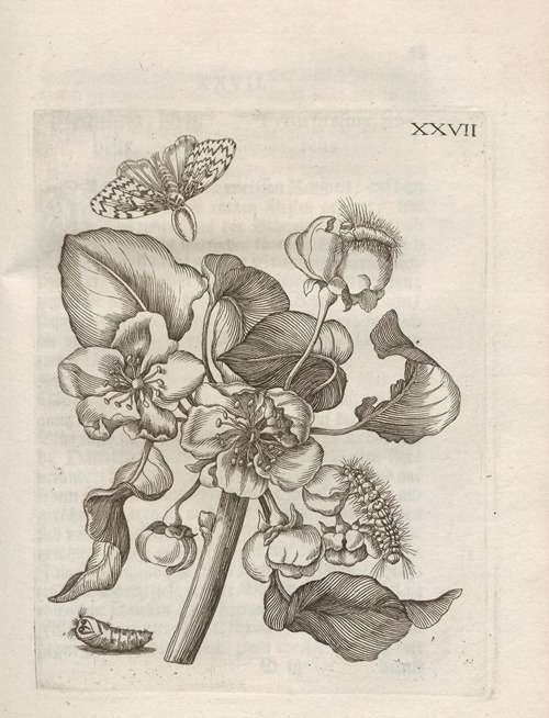 Der Raupen wunderbare Verwandelung und sonderbare Blumen-Nahrung Pl.078