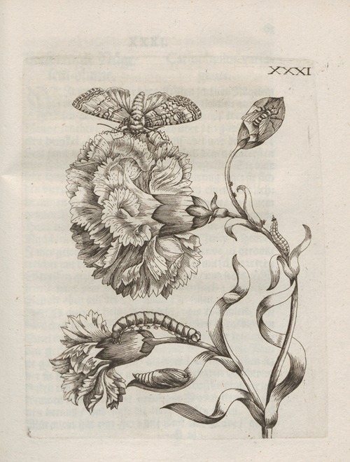 Der Raupen wunderbare Verwandelung und sonderbare Blumen-Nahrung Pl.082