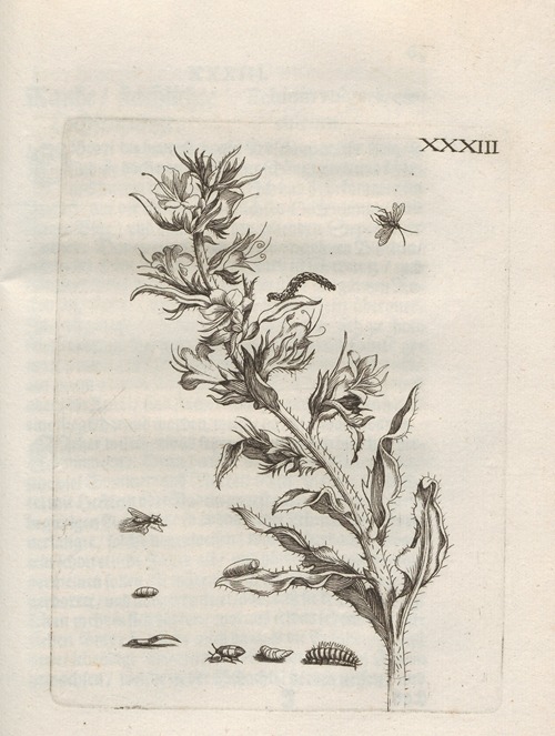 Der Raupen wunderbare Verwandelung und sonderbare Blumen-Nahrung Pl.084