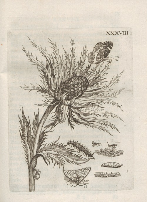 Der Raupen wunderbare Verwandelung und sonderbare Blumen-Nahrung Pl.089