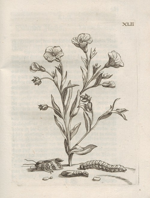 Der Raupen wunderbare Verwandelung und sonderbare Blumen-Nahrung Pl.093