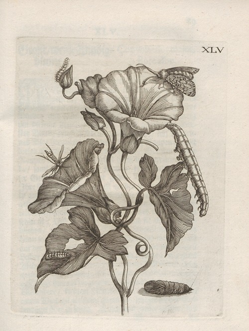 Der Raupen wunderbare Verwandelung und sonderbare Blumen-Nahrung Pl.096