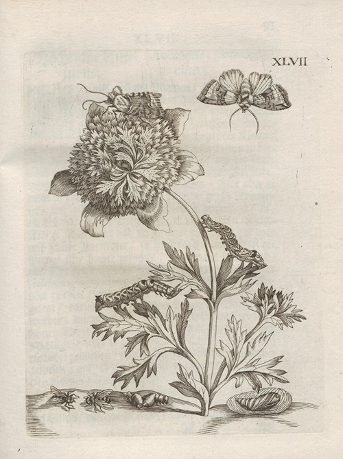 Der Raupen wunderbare Verwandelung und sonderbare Blumen-Nahrung Pl.098