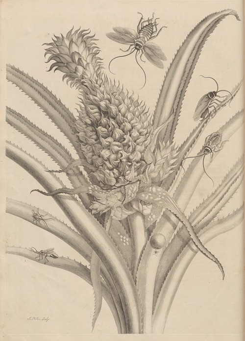 Dissertatio de generatione et metamorphosibus insectorum surinamensium Pl.01