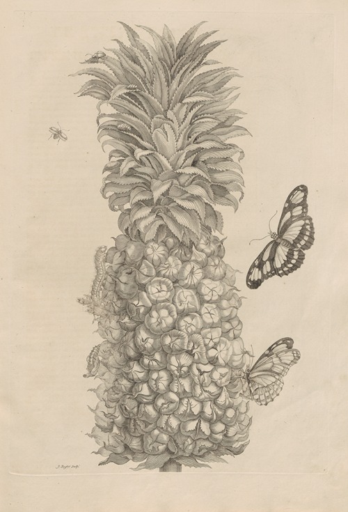 Dissertatio de generatione et metamorphosibus insectorum surinamensium Pl.02