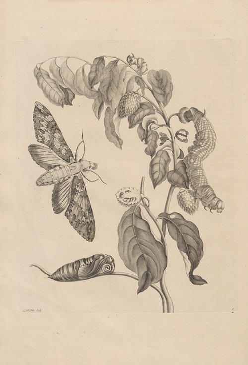 Dissertatio de generatione et metamorphosibus insectorum surinamensium Pl.03