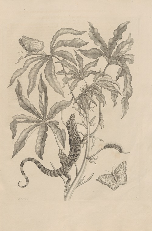 Dissertatio de generatione et metamorphosibus insectorum surinamensium Pl.04