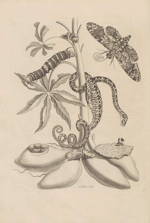 Dissertatio de generatione et metamorphosibus insectorum surinamensium Pl.05