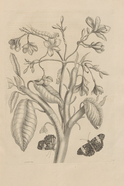 Dissertatio de generatione et metamorphosibus insectorum surinamensium Pl.08