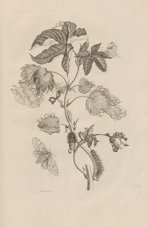 Dissertatio de generatione et metamorphosibus insectorum surinamensium Pl.10