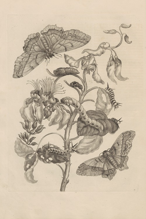 Dissertatio de generatione et metamorphosibus insectorum surinamensium Pl.11