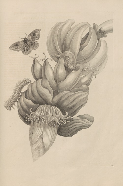 Dissertatio de generatione et metamorphosibus insectorum surinamensium Pl.12