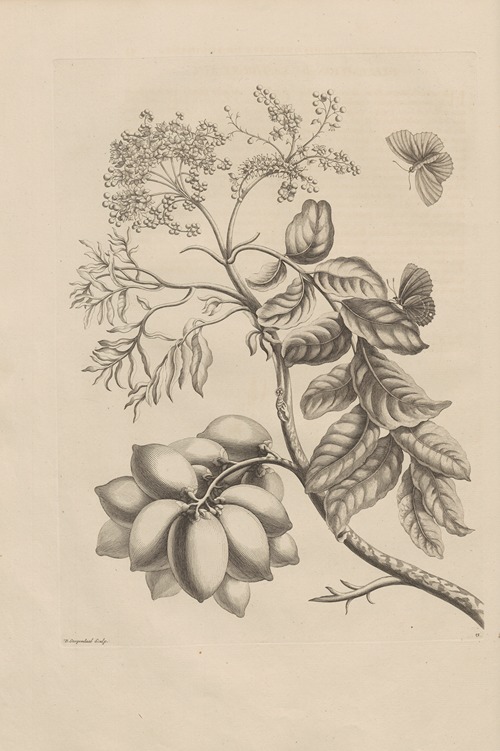 Dissertatio de generatione et metamorphosibus insectorum surinamensium Pl.13
