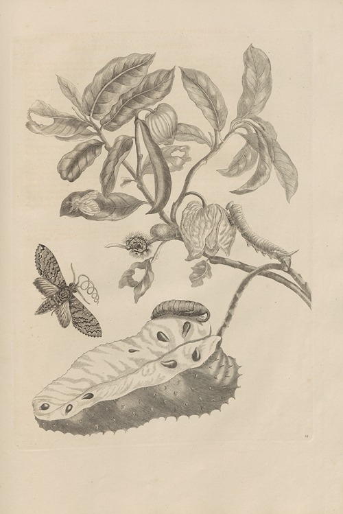 Dissertatio de generatione et metamorphosibus insectorum surinamensium Pl.14