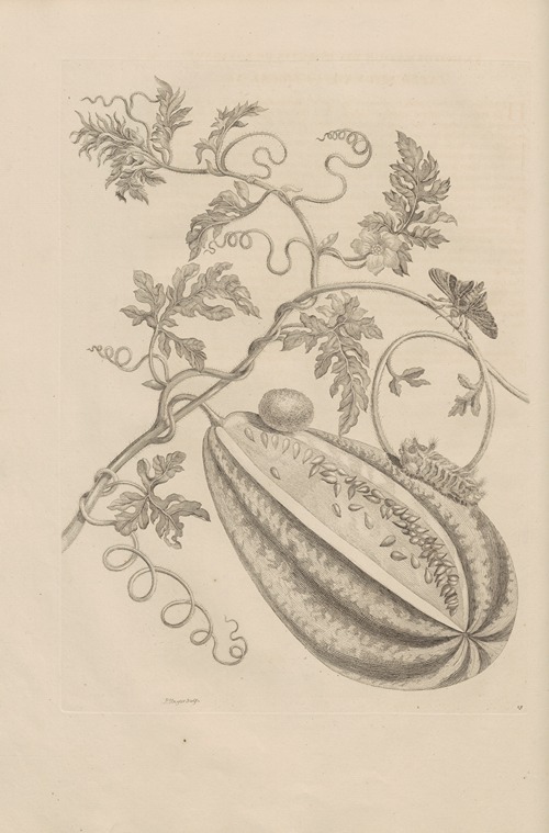 Dissertatio de generatione et metamorphosibus insectorum surinamensium Pl.15