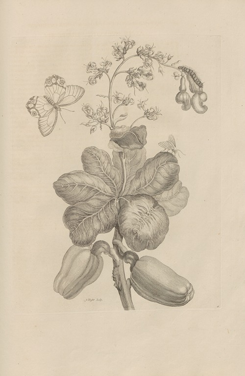 Dissertatio de generatione et metamorphosibus insectorum surinamensium Pl.16