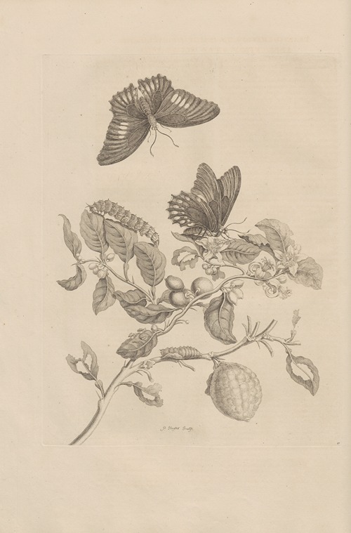 Dissertatio de generatione et metamorphosibus insectorum surinamensium Pl.17