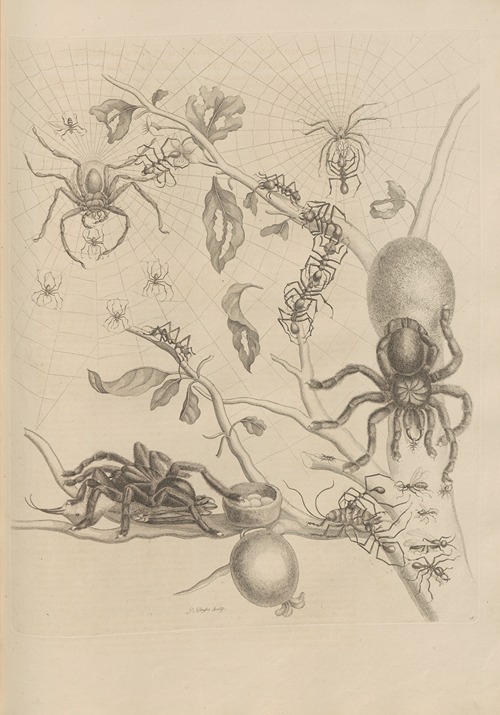 Dissertatio de generatione et metamorphosibus insectorum surinamensium Pl.18
