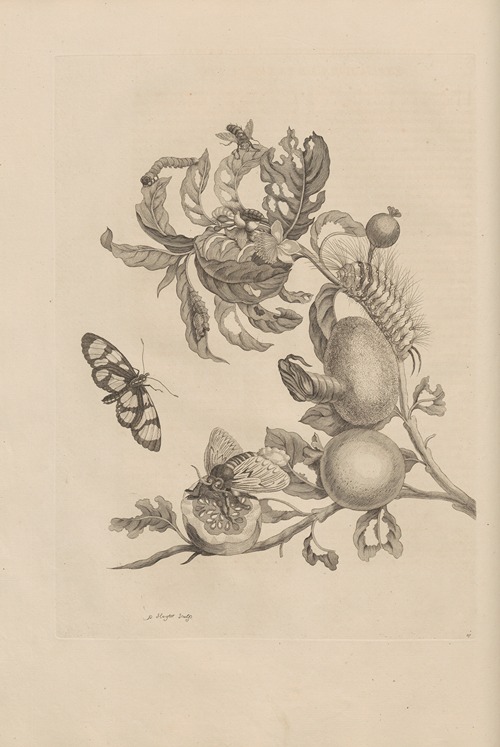 Dissertatio de generatione et metamorphosibus insectorum surinamensium Pl.19