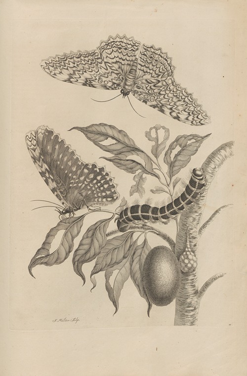 Dissertatio de generatione et metamorphosibus insectorum surinamensium Pl.20