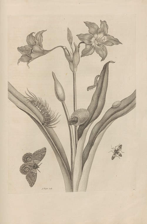 Dissertatio de generatione et metamorphosibus insectorum surinamensium Pl.22