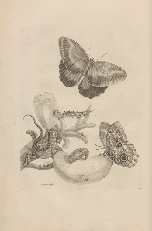 Dissertatio de generatione et metamorphosibus insectorum surinamensium Pl.23