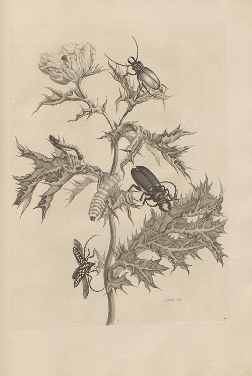 Dissertatio de generatione et metamorphosibus insectorum surinamensium Pl.24