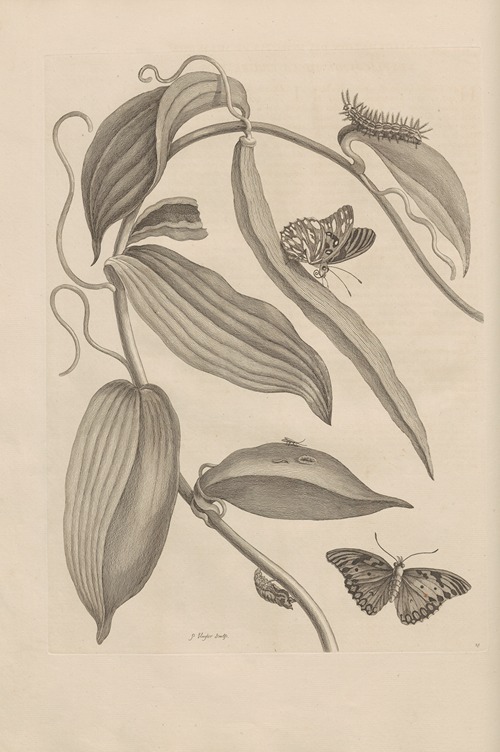 Dissertatio de generatione et metamorphosibus insectorum surinamensium Pl.25