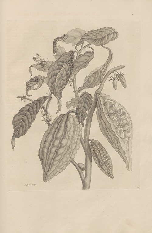 Dissertatio de generatione et metamorphosibus insectorum surinamensium Pl.26