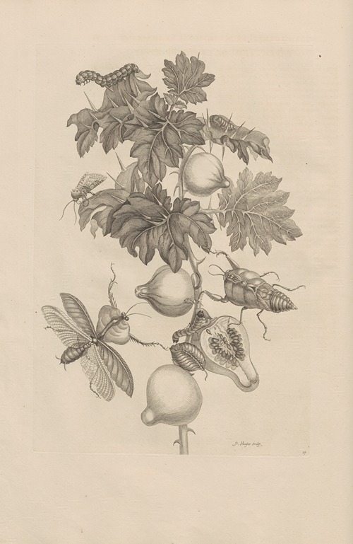 Dissertatio de generatione et metamorphosibus insectorum surinamensium Pl.27