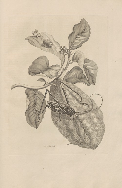 Dissertatio de generatione et metamorphosibus insectorum surinamensium Pl.28