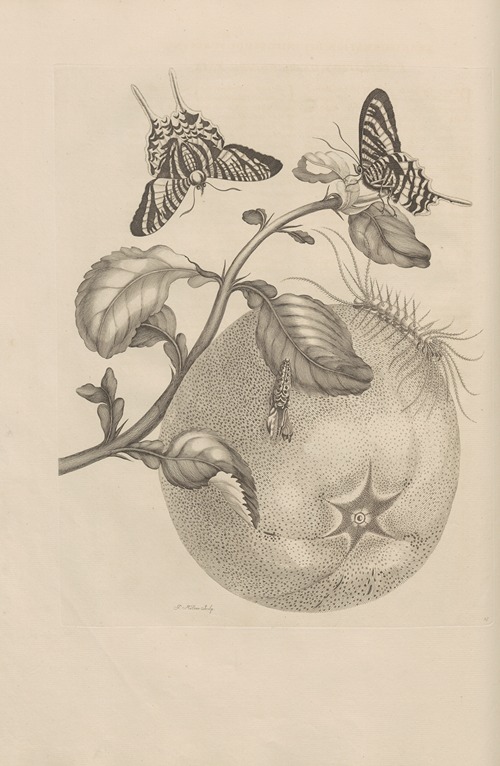 Dissertatio de generatione et metamorphosibus insectorum surinamensium Pl.29