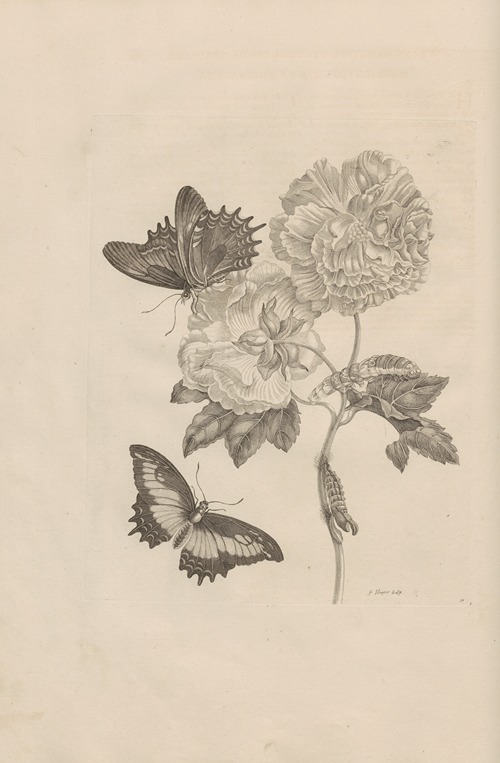 Dissertatio de generatione et metamorphosibus insectorum surinamensium Pl.31