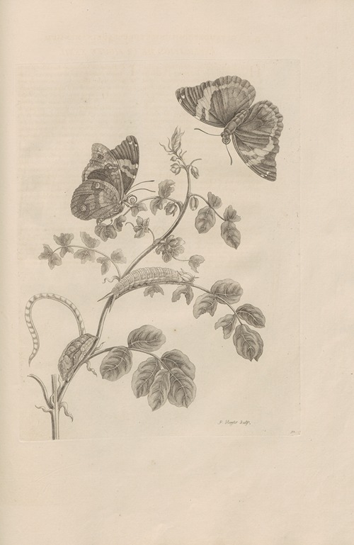 Dissertatio de generatione et metamorphosibus insectorum surinamensium Pl.32