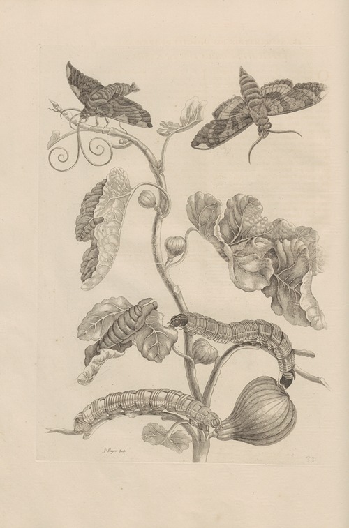 Dissertatio de generatione et metamorphosibus insectorum surinamensium Pl.33