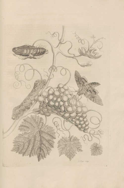 Dissertatio de generatione et metamorphosibus insectorum surinamensium Pl.34