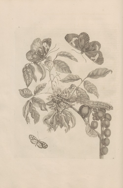 Dissertatio de generatione et metamorphosibus insectorum surinamensium Pl.35