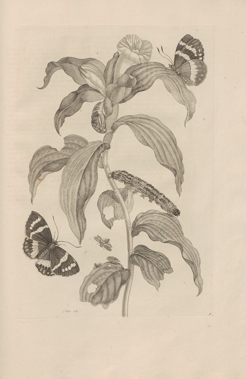 Dissertatio de generatione et metamorphosibus insectorum surinamensium Pl.36