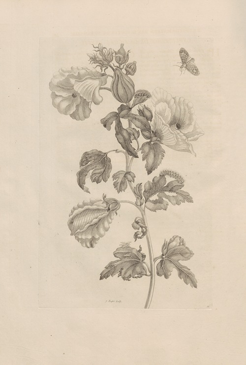 Dissertatio de generatione et metamorphosibus insectorum surinamensium Pl.37
