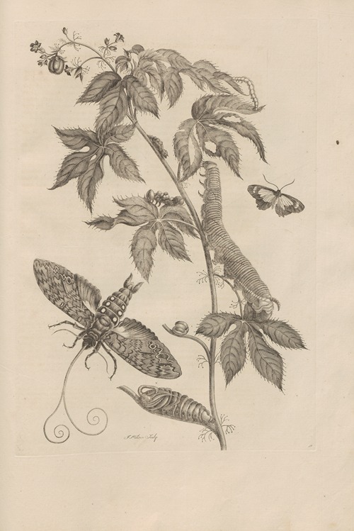 Dissertatio de generatione et metamorphosibus insectorum surinamensium Pl.38