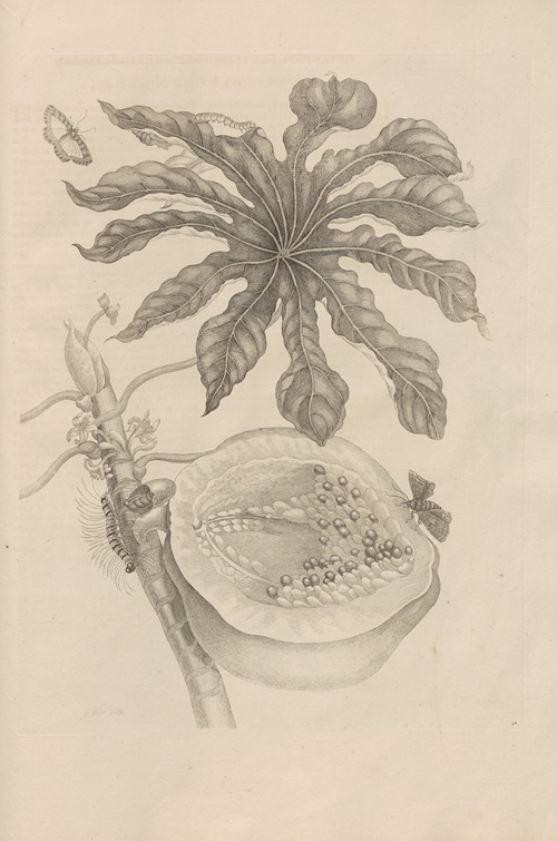Dissertatio de generatione et metamorphosibus insectorum surinamensium Pl.40