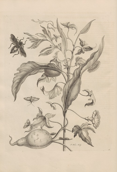 Dissertatio de generatione et metamorphosibus insectorum surinamensium Pl.41