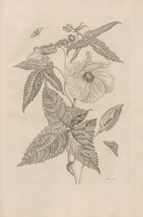 Dissertatio de generatione et metamorphosibus insectorum surinamensium Pl.42