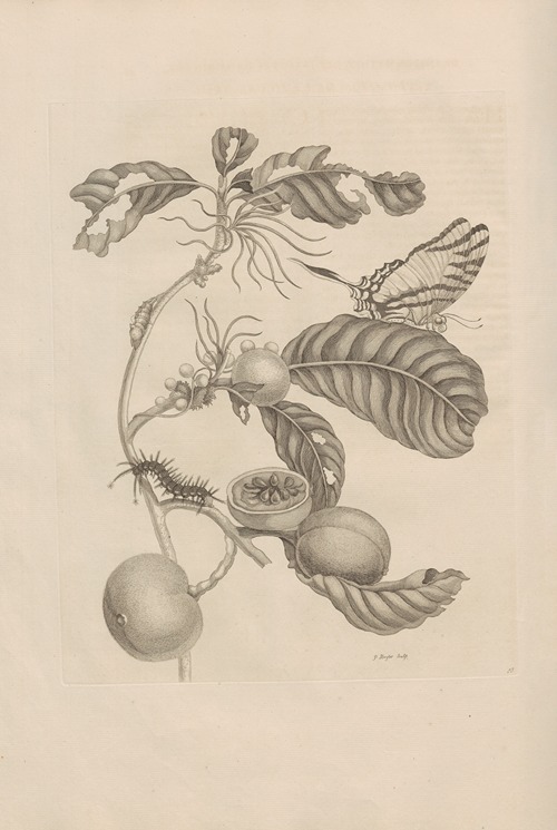 Dissertatio de generatione et metamorphosibus insectorum surinamensium Pl.43