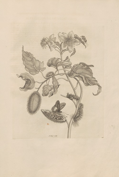Dissertatio de generatione et metamorphosibus insectorum surinamensium Pl.44